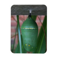 Abstract Chrysalis of the Monarch Butterfly