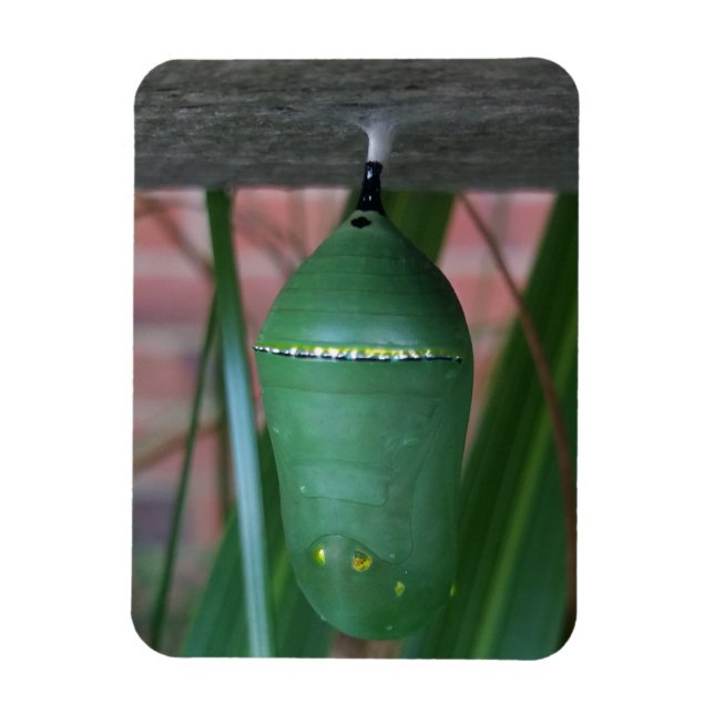 Abstract Chrysalis of the Monarch Butterfly Magnet (Vertical)