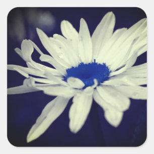 Abstract Daisy Blue Centre Flower Art Square Sticker