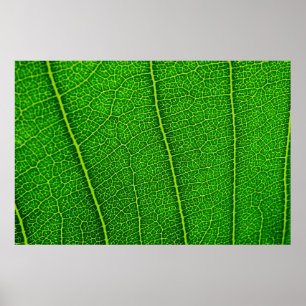 Abstract Green Leaf Texture Poster