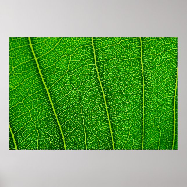Abstract Green Leaf Texture Poster (Front)