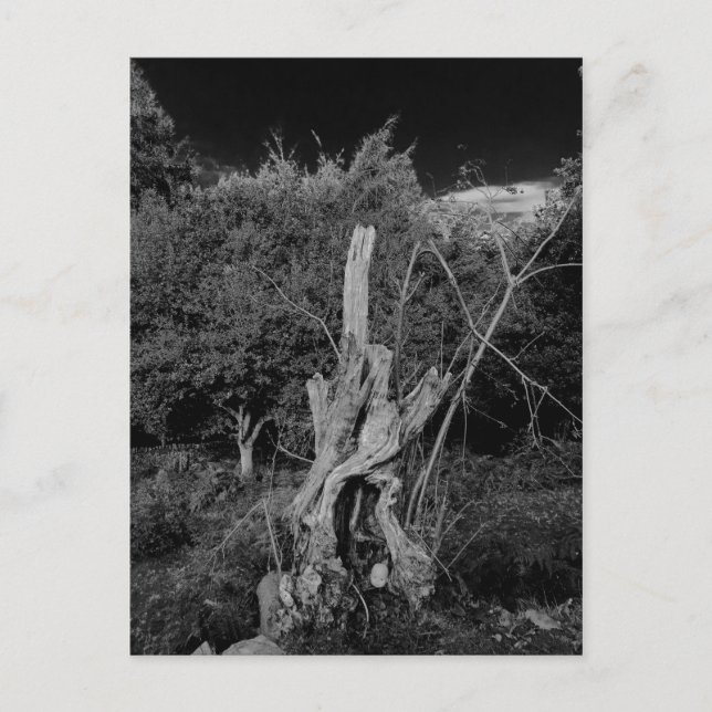 Abstract horror art - dolls head in dead tree postcard (Front)