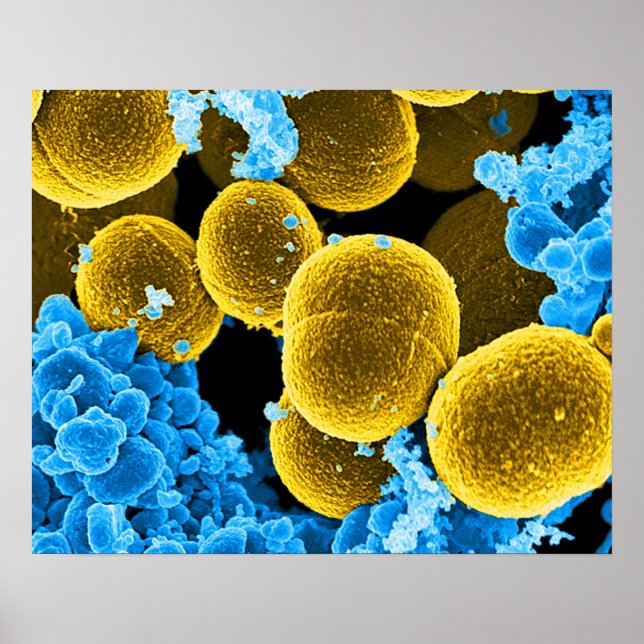 abstract microbiology art custom poster canvas (Front)