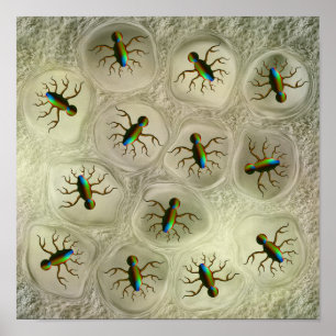 Abstract microscopic organisms in cellular matrix  poster