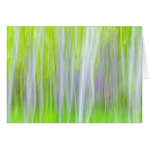 Abstract of Aspen Trees   Yakima River Trail, WA