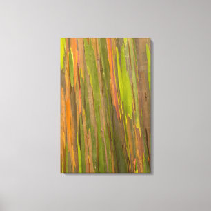 Abstract Of Eucalyptus Bark Canvas Print