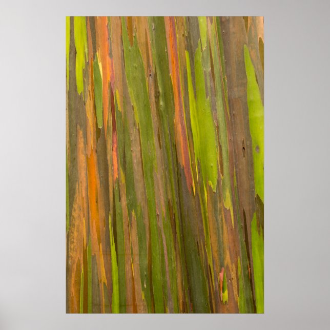 Abstract Of Eucalyptus Bark Poster (Front)