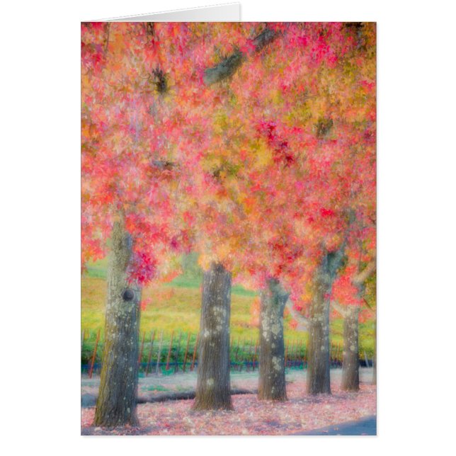 Abstract of Napa Valley trees (Front)