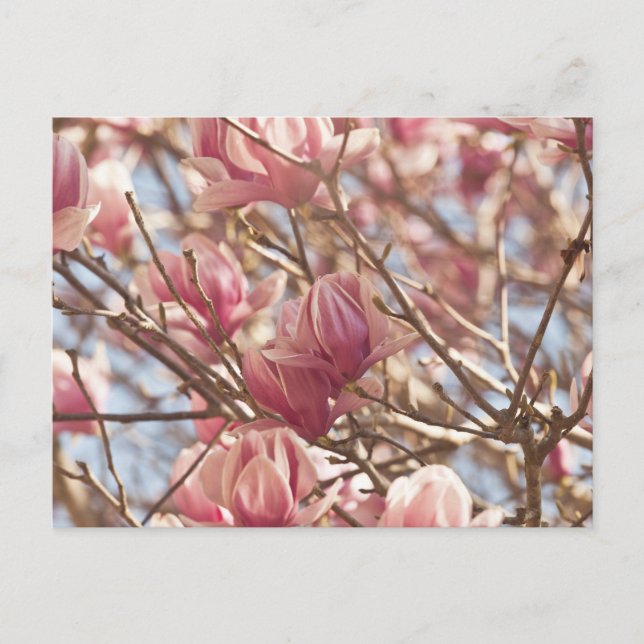 Abstract Photograph of a Pink Tulip Tree Postcard (Front)