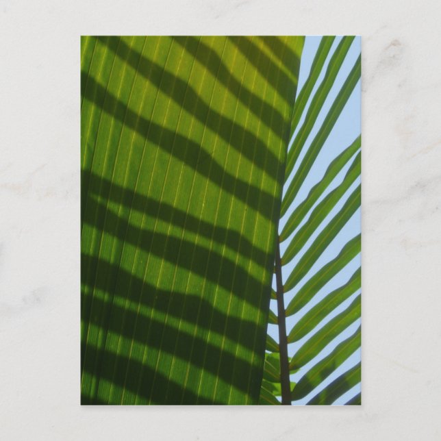 Abstract Photography Green Leaf Postcard (Front)