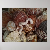 Abstract Seashells Sand Dollar