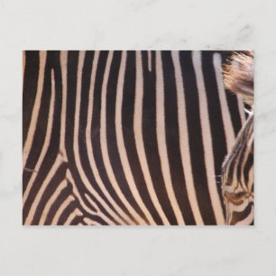 Abstract Stripes Postcard