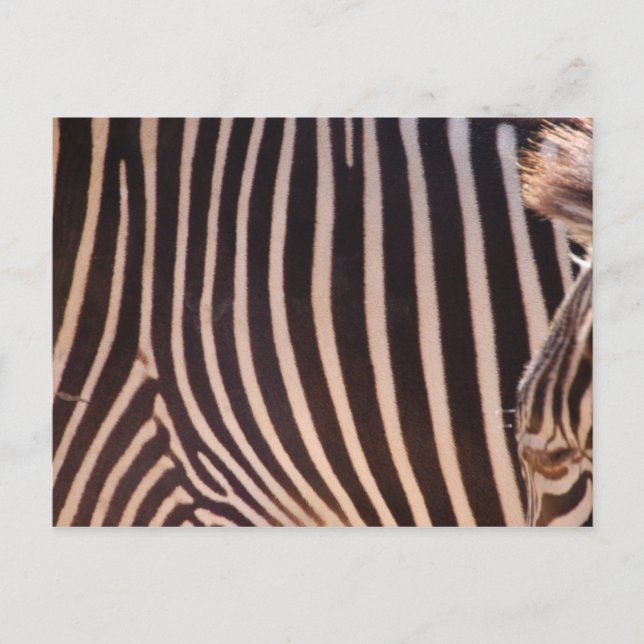 Abstract Stripes Postcard (Front)