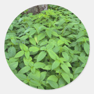 Abstract Wild mint leaves Classic Round Sticker