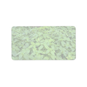 Abstract Wild mint leaves Label