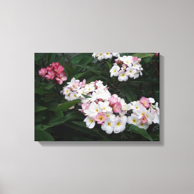 Abundance of Summer plumerias Canvas Print (Front)