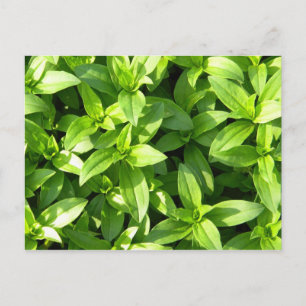 Abundant Groundcover Postcard