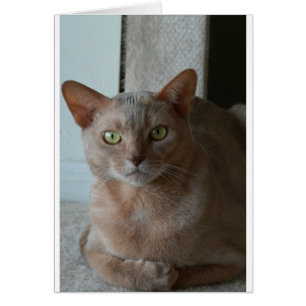 Abyssinian