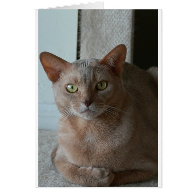 Abyssinian (Front)