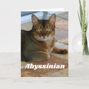 Abyssinian Cat Card