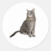 Abyssinian Cat