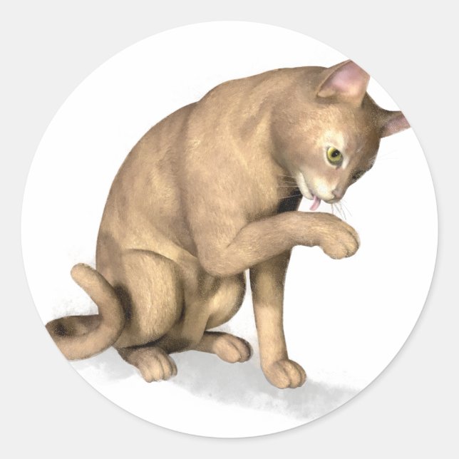 Abyssinian Cat licking its paw Classic Round Sticker (Front)