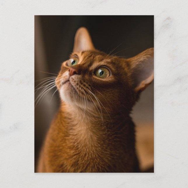 Abyssinian Cat Postcard (Front)