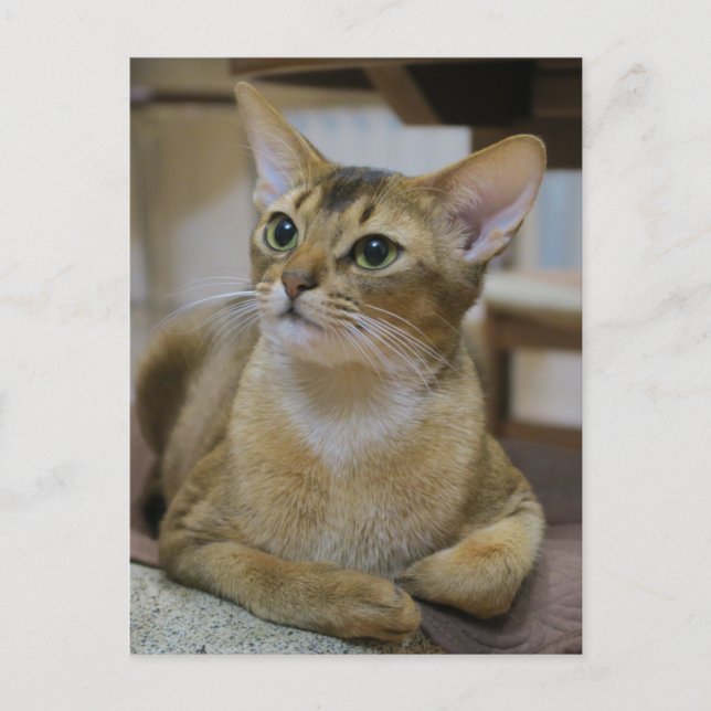 Abyssinian Cat Postcard (Front)