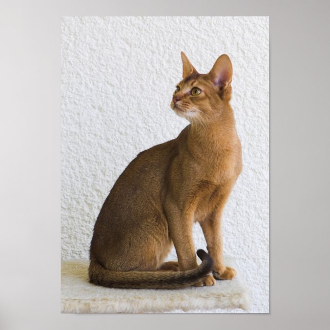 Abyssinian cat poster (Front)