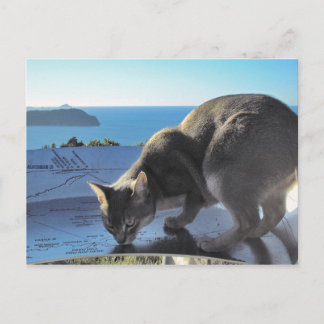 Abyssinian Cat Top of Mount Paku New Zealand Postcard