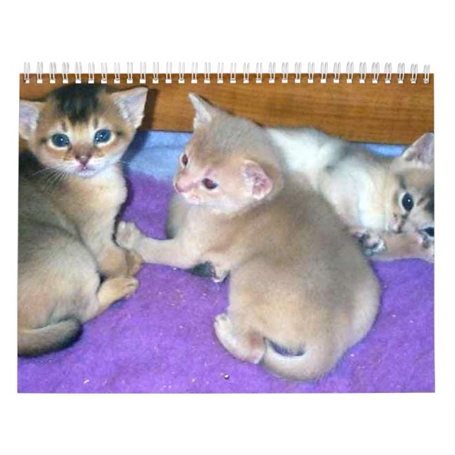 Abyssinian Cats Calendar (Cover)