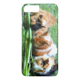 Abyssinian guinea pig Case-Mate iPhone case