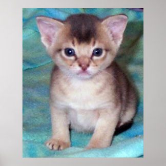 Abyssinian Kitten - Four Weeks Old Poster