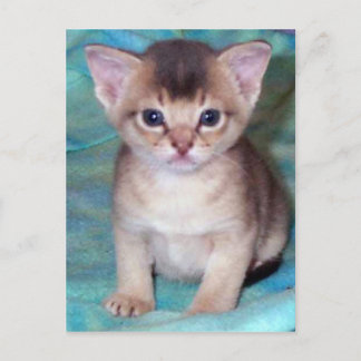 Abyssinian Kitten Postcard