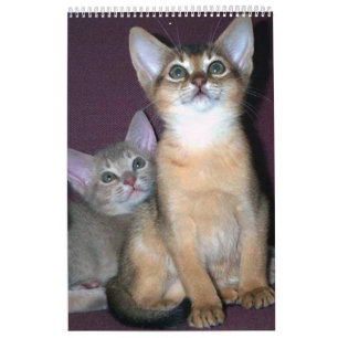 Abyssinian kittens & Cats Calendar