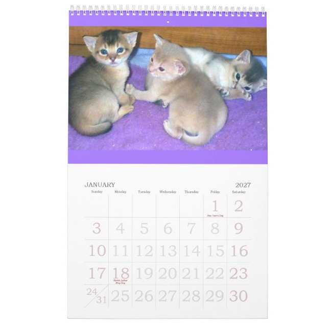 Abyssinian Kittens & Cats Calendar (Jan 2027)