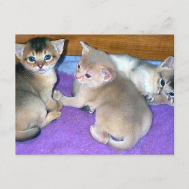 Abyssinian Kittens Three Weeks Old Postcard (Front)