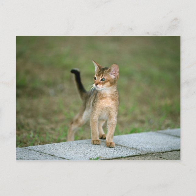 Abyssinian Postcard (Front)