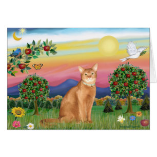 Abyssinian (red 18) - Bright Country