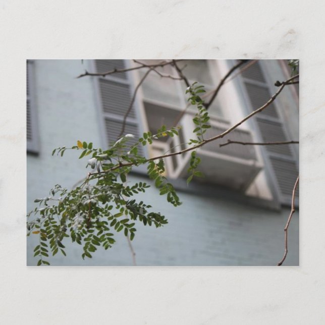 "AC LEAVES" POSTCARD (COLLECTIBLE) (Front)