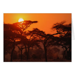Acacia forest silhouetted at sunset, Tarangire