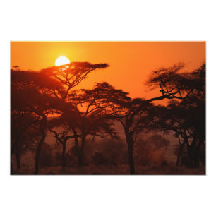 Acacia forest silhouetted at sunset, Tarangire Photo Print