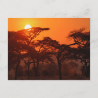Acacia forest silhouetted at sunset, Tarangire