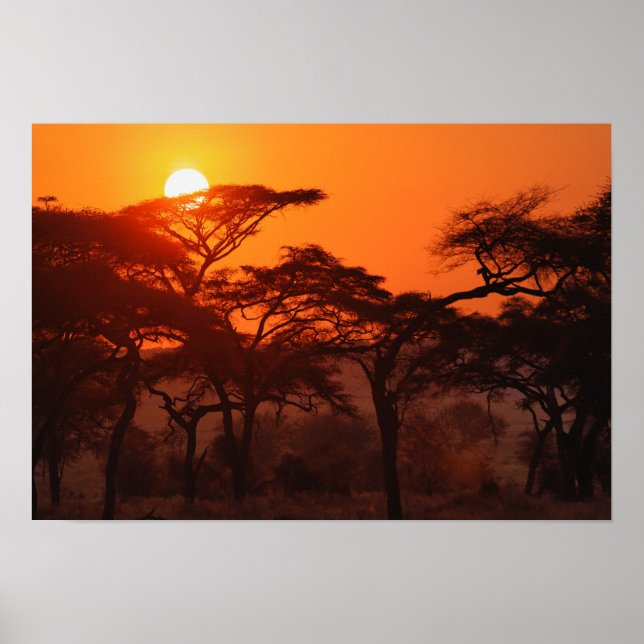Acacia forest silhouetted at sunset, Tarangire Poster (Front)