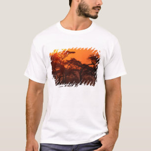 Acacia forest silhouetted at sunset, Tarangire T-Shirt