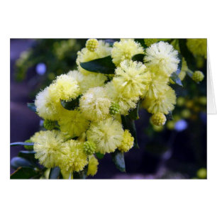 Acacia - Mimosa Card