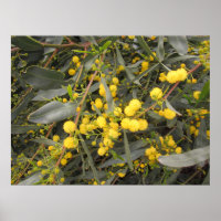 Acacia