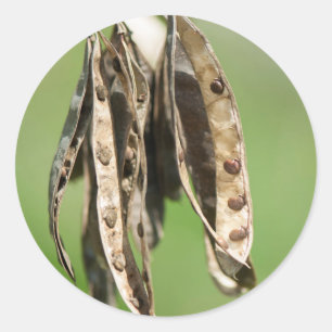 Acacia’s seeds classic round sticker