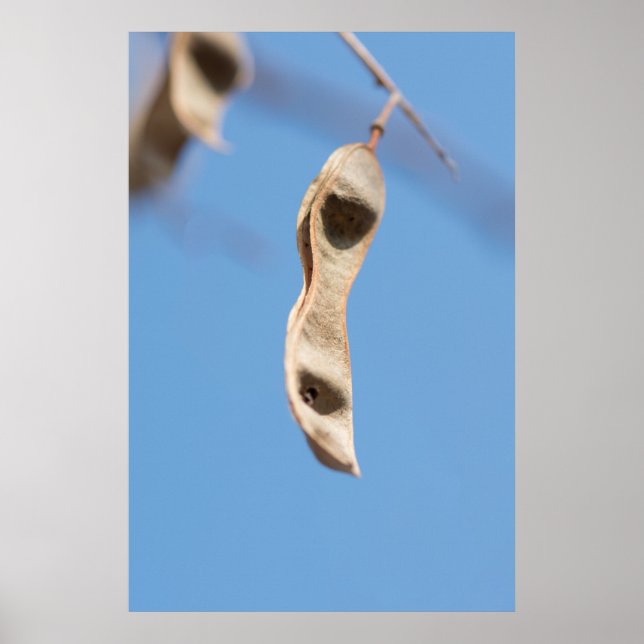 Acacia’s seeds poster (Front)