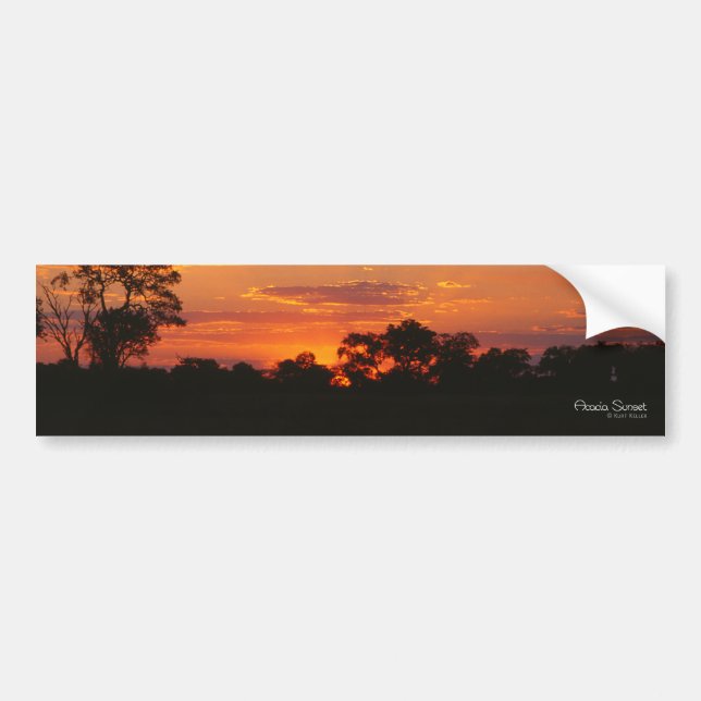 Acacia Sunset Bumper Stickers (Front)